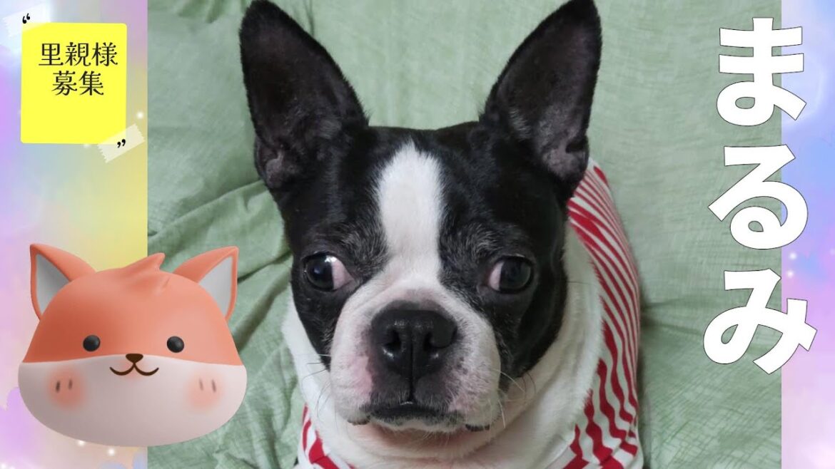 まるみ♡女の子 ボストンテリア 犬 まるみ♡女の子 ボストンテリア 犬
