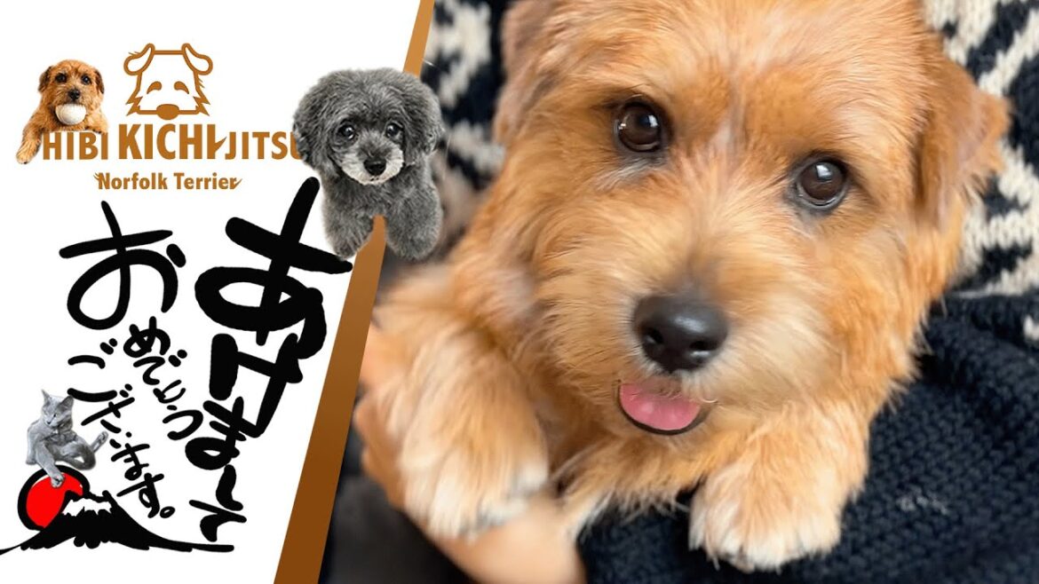 愛犬キチ  2024年元旦 あけましておめでとうございます【ノーフォークテリア norfolkterrier dog】