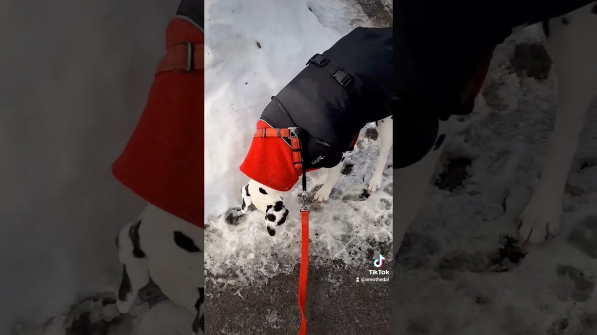 He's gotta sniff everything 😂 #dog #shortsfeed #shorts #short #funny #funnyvideo #dogs #dalmatian