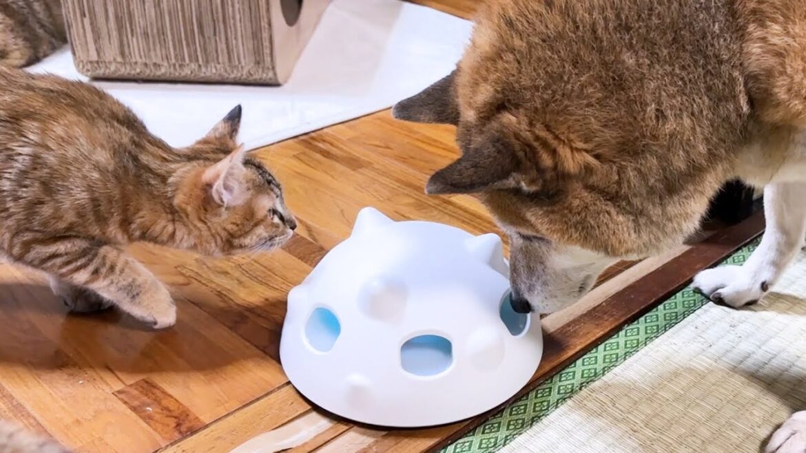 年初めから集まって遊ぶ猫たちも柴犬のそばだと安心安全！