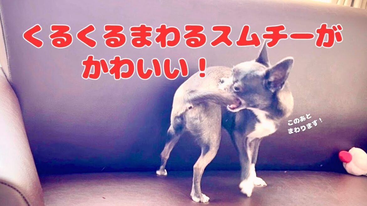 くるくるまわるスムチーがかわいい！