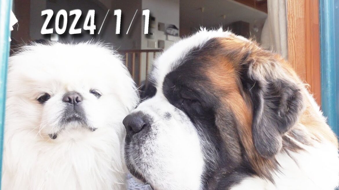 【超大型犬の正月の過ごし方】セントバーナードの元旦　ペキニーズもいるよ！平凡なセントバーナードの日記