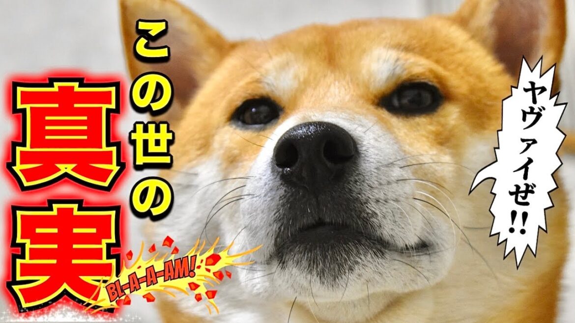 日本の闇を少しだけバラす柴犬はヴェロ毛和牛を希望している【あるじのステップ】三浦半島ジブリ〜爆風の黒崎の鼻〜