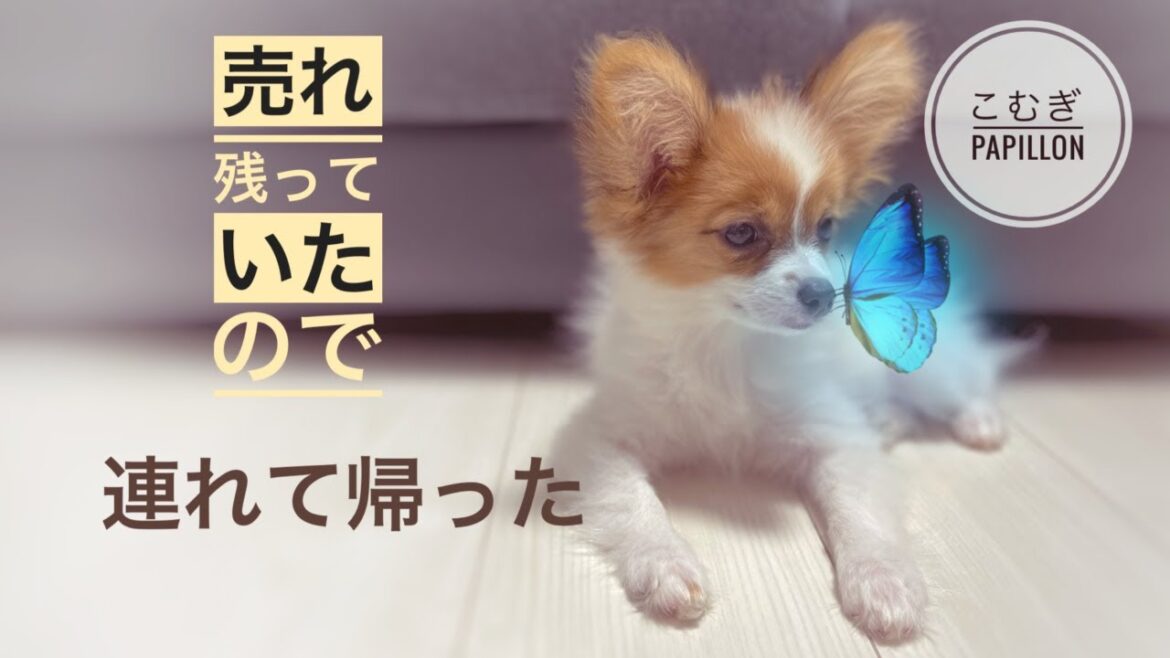 子犬のパピヨン出会ってから２ヶ月 会いに行くこと5回目嫁が連れて帰る？と言い出した