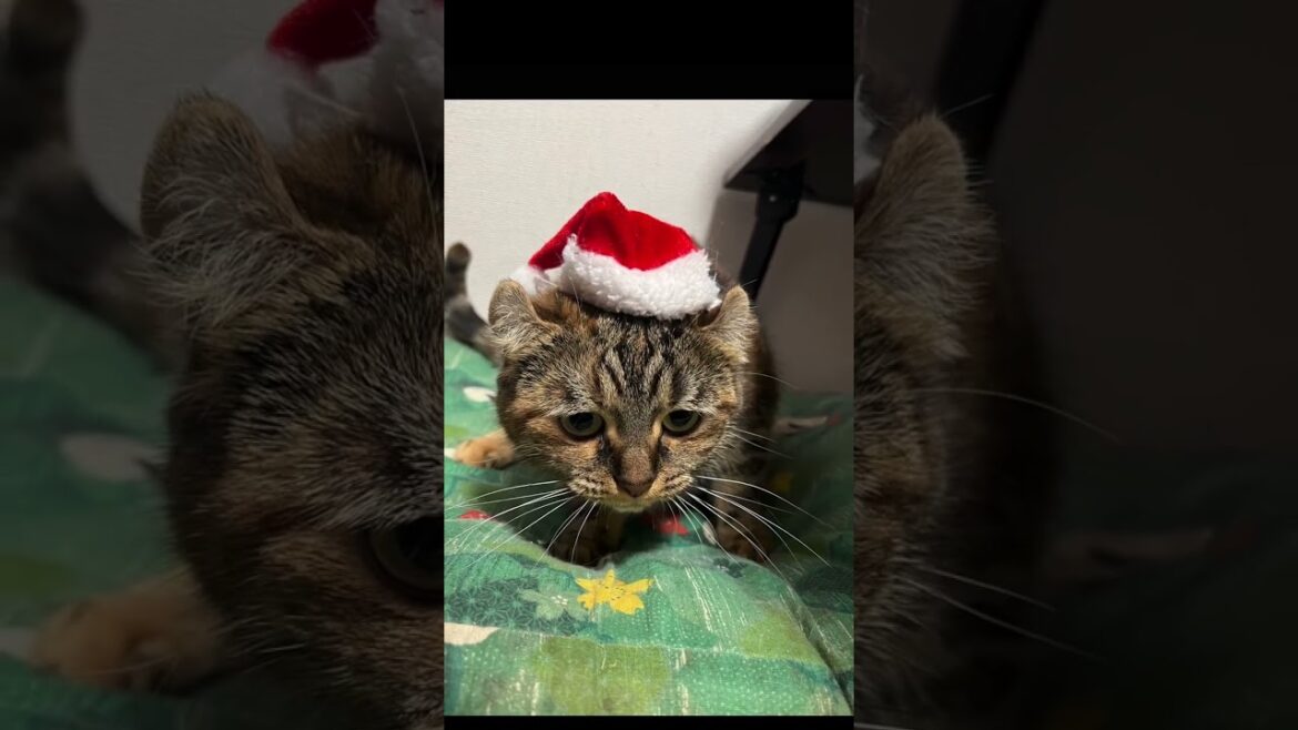 にゃんこ達のXmas #保護猫 #ラグドール #キンカロー #クリスマス