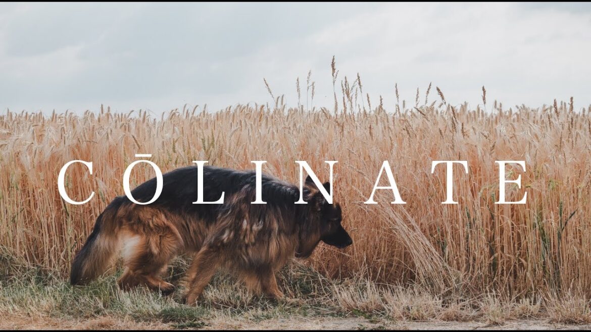 GERMAN SHEPHERD DOG（ジャーマン・シェパード・ドッグ） By COLINATE/コーリネイト