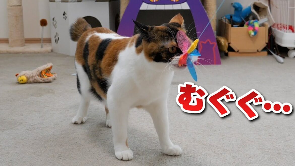 新しいおもちゃを絶対に離さない猫 新しいおもちゃを絶対に離さない猫