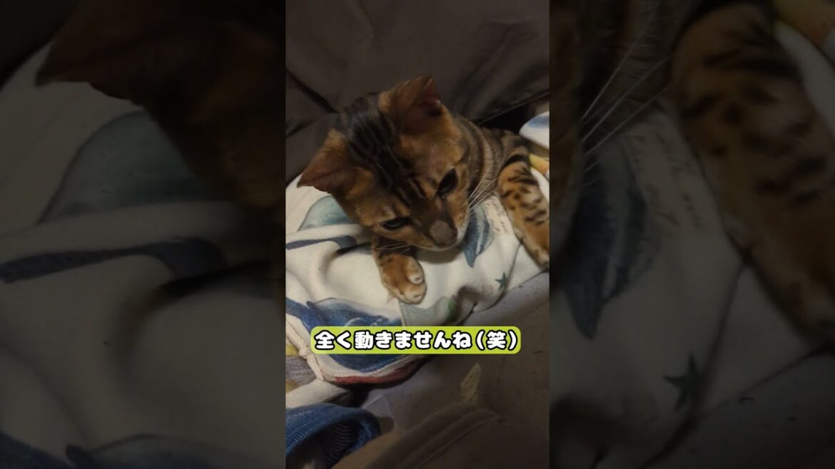 【猫】腕枕 #cat #kawaii #ベンガル #朝まで #この体勢 #ちょっと辛い笑