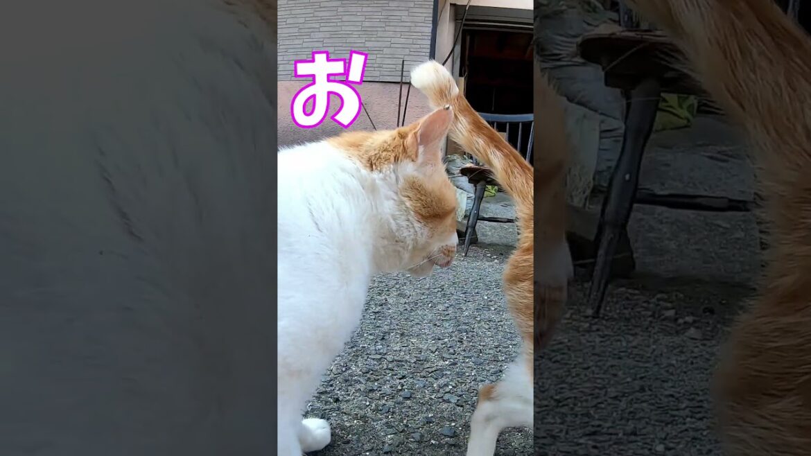猫」「CAT & PEACE」 #cat #ソマリ #feralcat #ねこ動画 #straycat #保護猫 #野良猫ちゃん #wildcat #cat #猫動画 #猫好きさんと繋がりたい