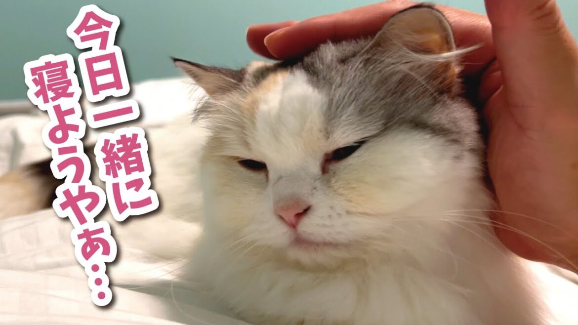 【大問題】つくしが違う猫と入れ替わってしまったかもしれません…【関西弁でしゃべる猫】【猫アテレコ】 【大問題】つくしが違う猫と入れ替わってしまったかもしれません…【関西弁でしゃべる猫】【猫アテレコ】