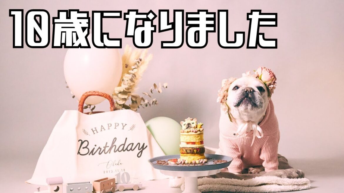 フレブルおかかさん10歳になりました！【犬用ケーキで誕生日会】