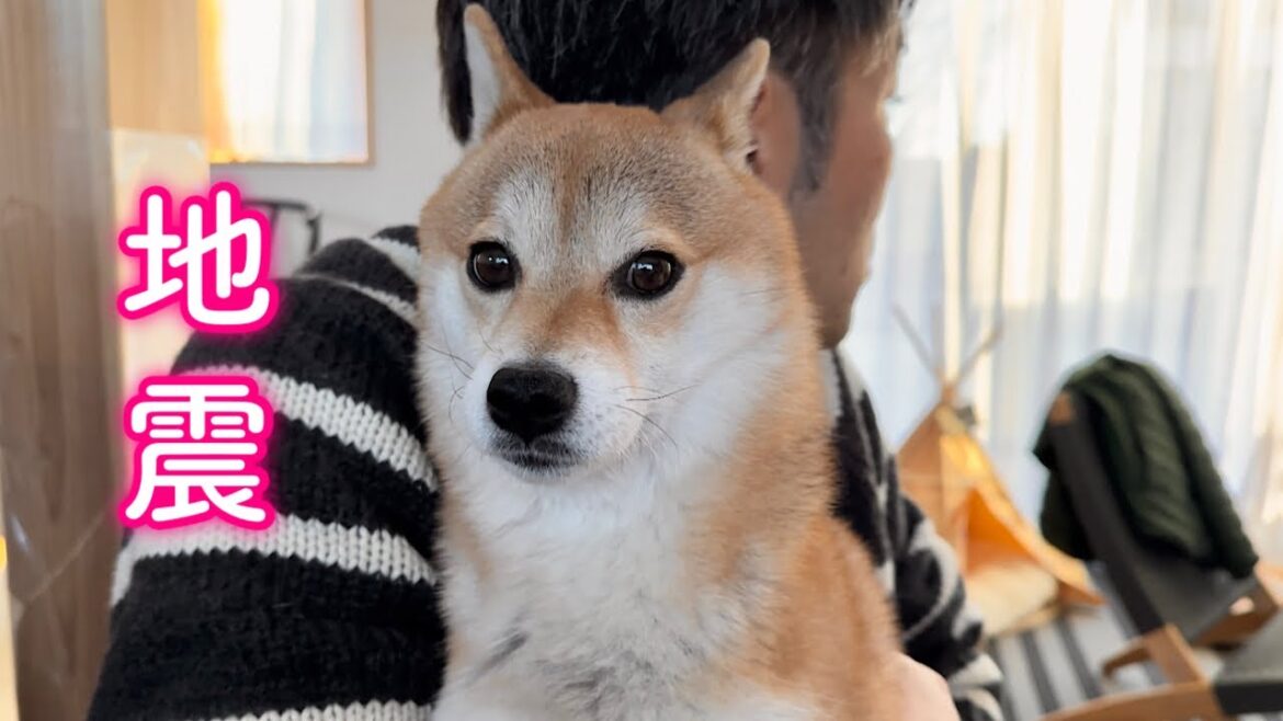 災害にあったとき愛犬と家族を守るために自分ができることを改めて見直しました 災害にあったとき愛犬と家族を守るために自分ができることを改めて見直しました