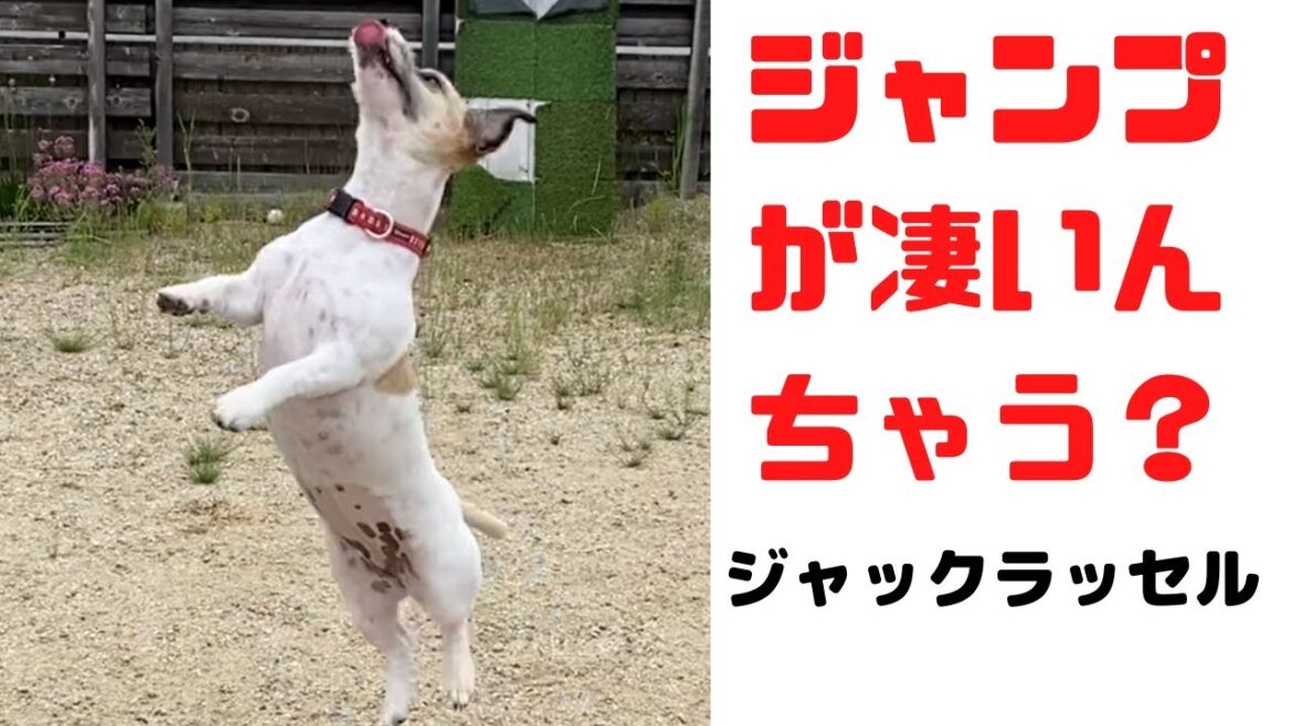 ジャックラッセルのジャンプがハンパない！！