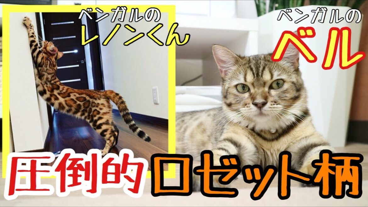 【癒し猫 紹介】圧倒的なロゼット柄を見よ！！これぞベンガルの美しさ。Instagramerベンガルのレノンくん紹介！！ベンガルのベル