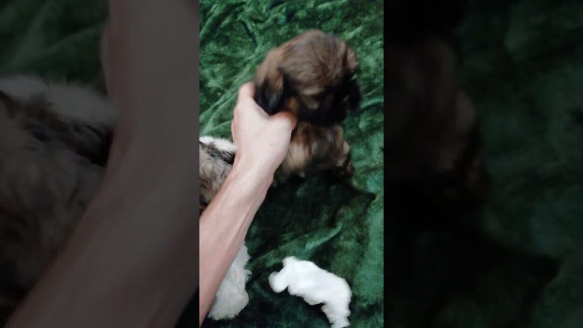 A hyperactive puppy does not stand still