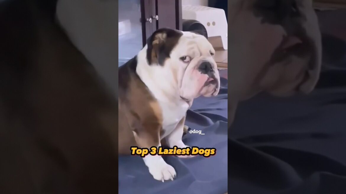 Top 3 Leziest Dogs 🐶🐕#dog #youtubeshorts #viral #shorts