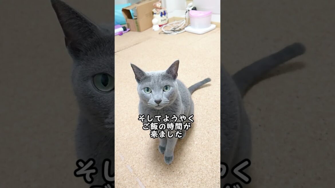 【猫動画】ちゃんと言葉を理解しているロシアンブルー【russianbule】#shorts　Russian Blue understands words properly