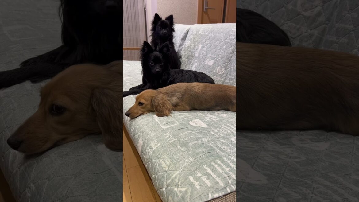 ソファ占領🥹 #dog #cute #子犬 #puppy #animal #パピヨン #pet #いぬ#shorts