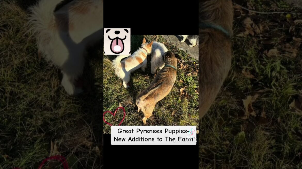 Great Pyrenees Puppies- New Additions to The Farm!! #farmlife #pyrenees #shorts