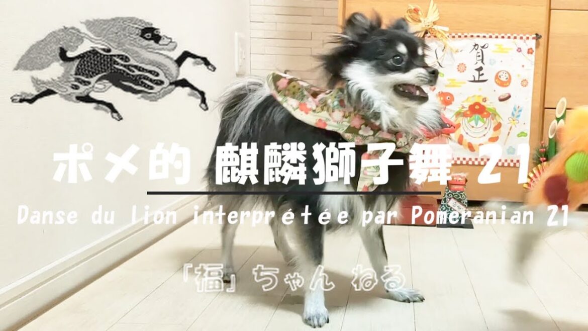 【ポメラニアンの福】981 ポメ的 麒麟獅子舞 21・Danse du lion interprétée par Pomeranian 21