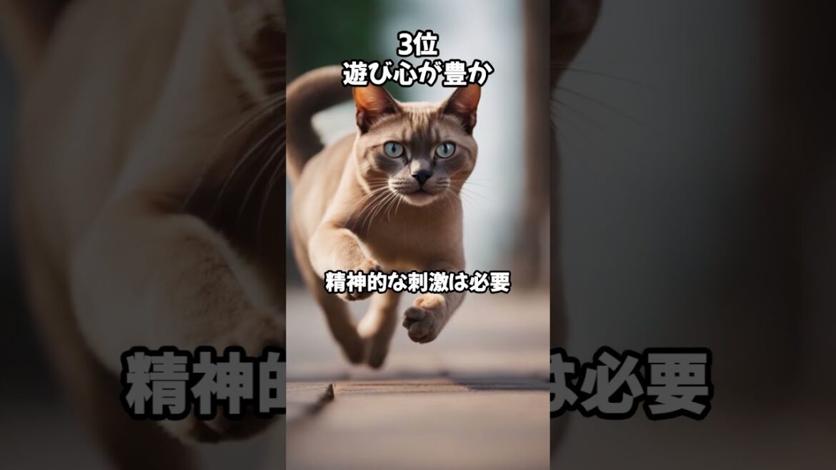 人気の猫 魅力解剖！バーミーズを飼うメリットベスト5 #shorts