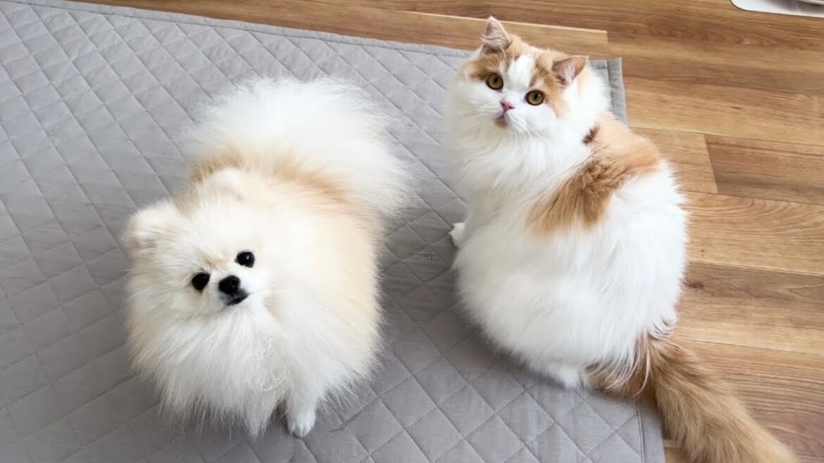 新しい名前が決まりました! 新しい名前が決まりました!