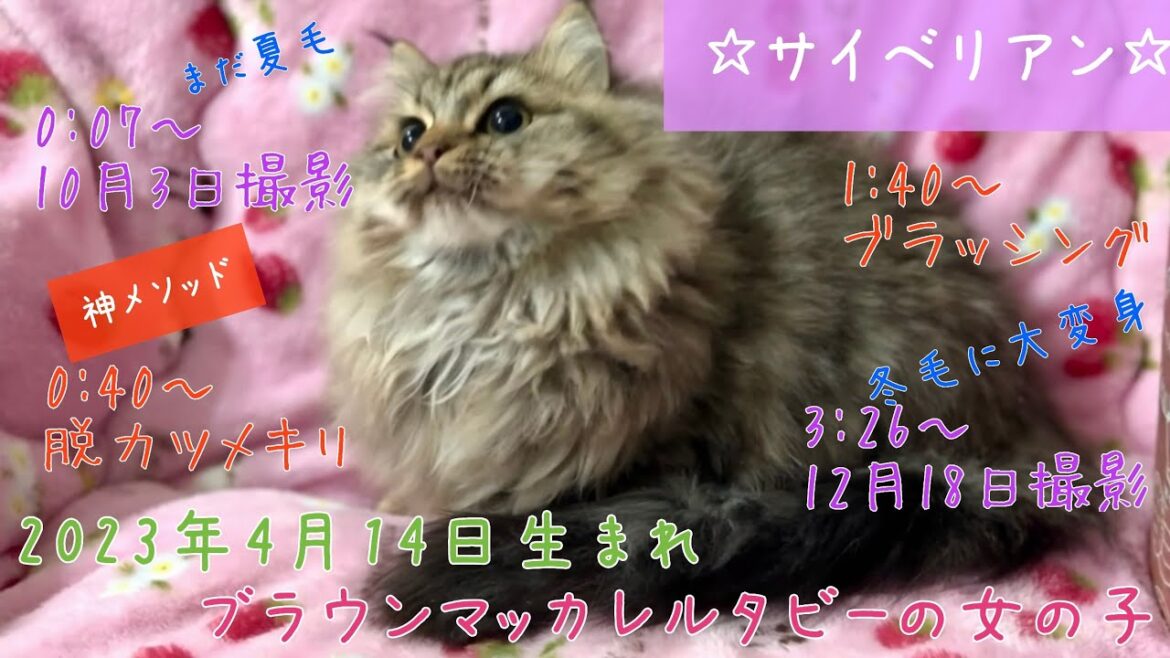 【ナナハチ’s ROOM】サイベリアン☆ブラウンマッカレルタビーの女の子　20231218【神メソッド】ツメキリ☆ブラッシング