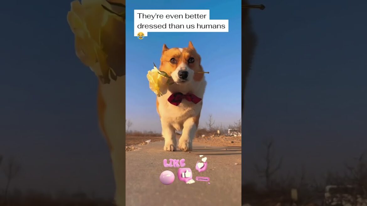 🐶Corgi Catwalk: The Shocking Secret Behind These Trendy Pups Will Blow Your Mind! 👠 (#Shorts)