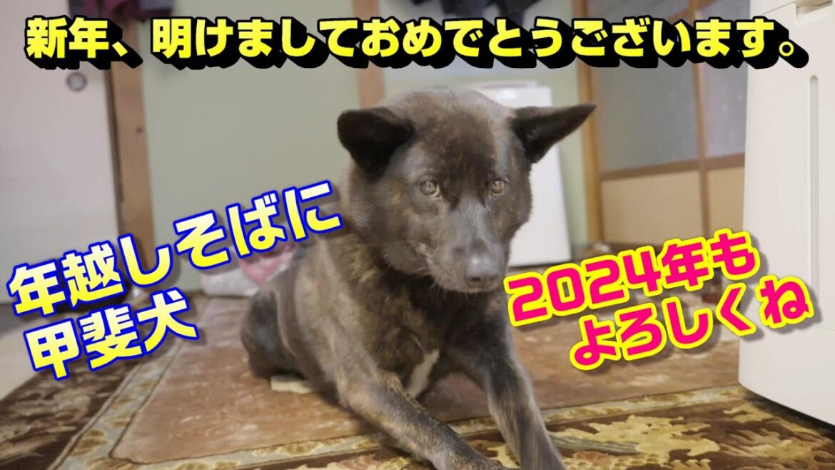 年越しそばと甲斐犬いち‐　甲斐犬いち