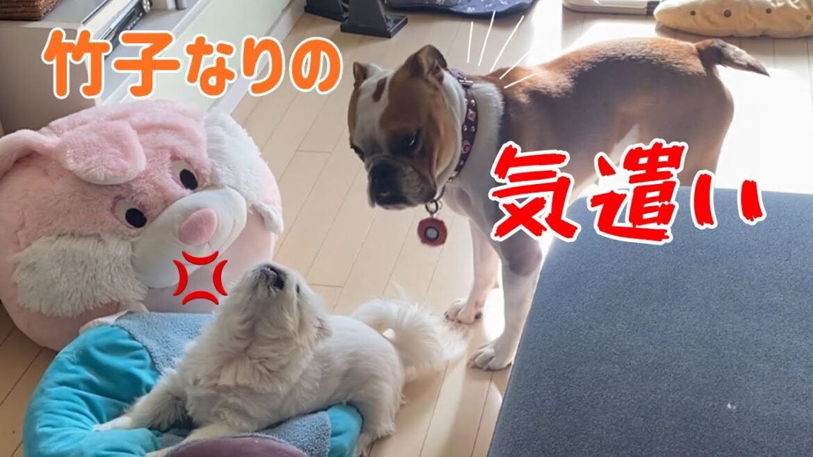 【ブルドッグ】竹子の小さな気遣い