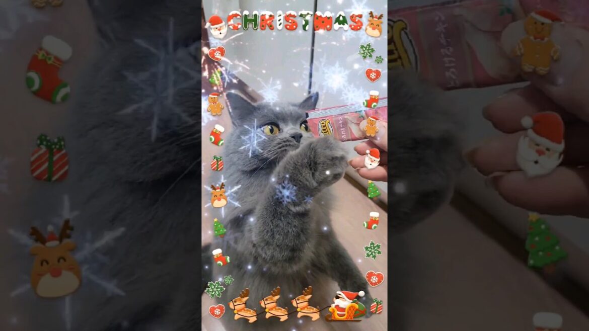 Merry Christmas🎄🦌🛷🎅🏻【サイベリアン・キキのKIKICHANNEL】 #サイベリアン #猫 #shorts