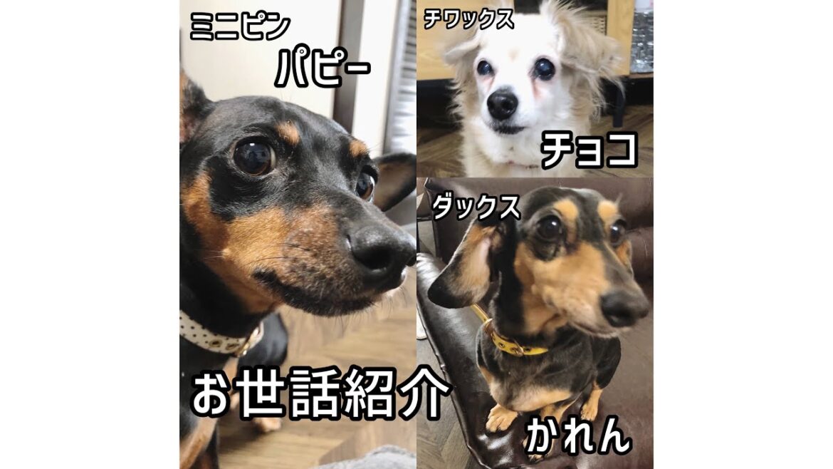 チワックス チョコ＆ミニチュアピンシャー パピー＆ミニチュアダックス チョコのお世話紹介【ペットシッターのお仕事ルーティン】