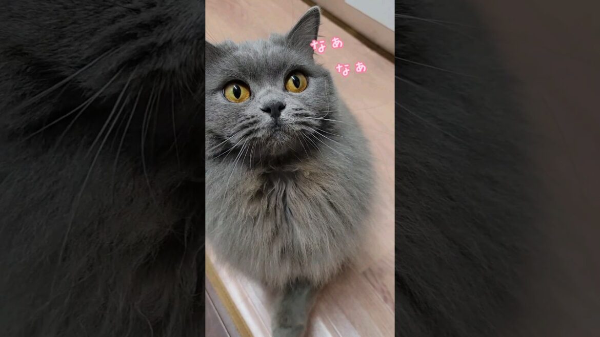 相談なんやけどな【サイベリアン・キキのKIKICHANNEL】 #サイベリアン #猫 #shorts