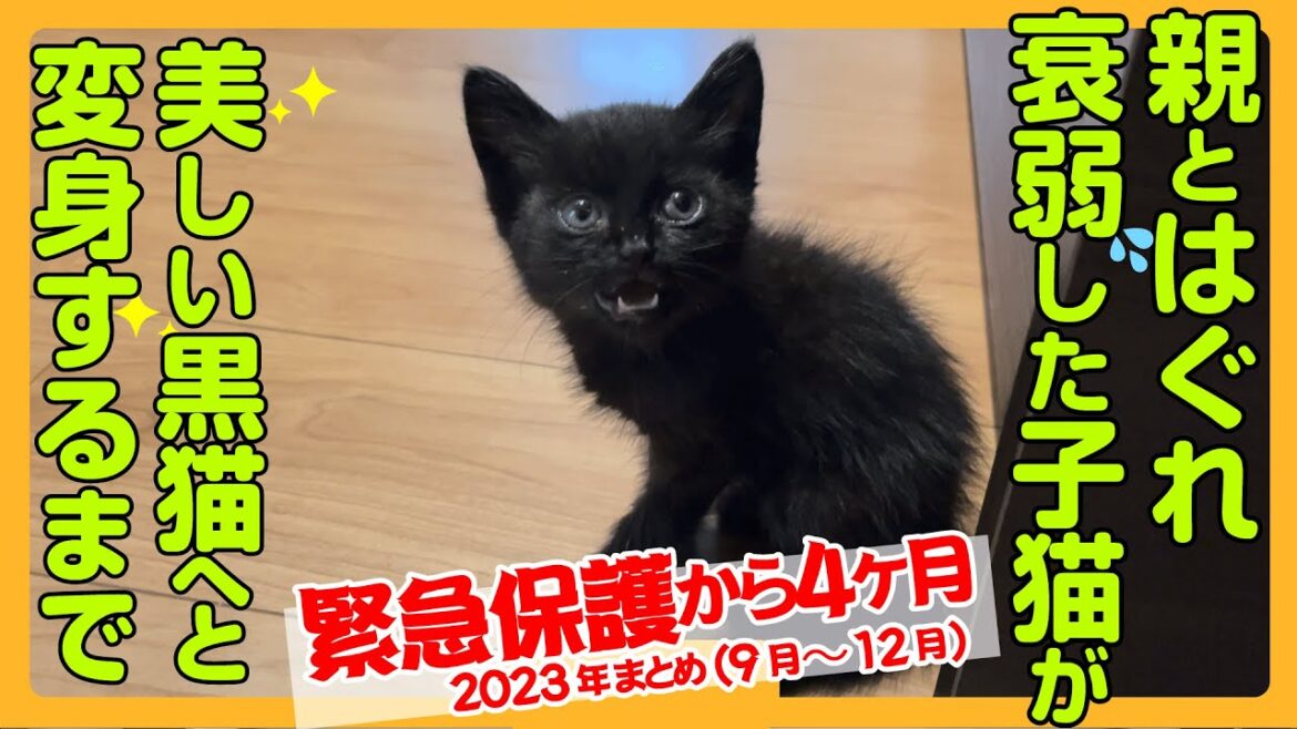 【運命の出会い】保護した黒子猫が4ヶ月でおしゃべり美少女黒猫に！120日間の軌跡をぎゅっとまとめた特別バージョン。
