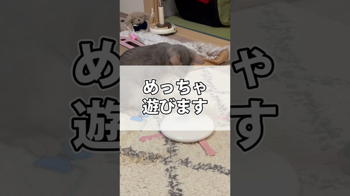 うちの猫さんが夢中になるおもちゃ #shorts #猫 #アビシニアン