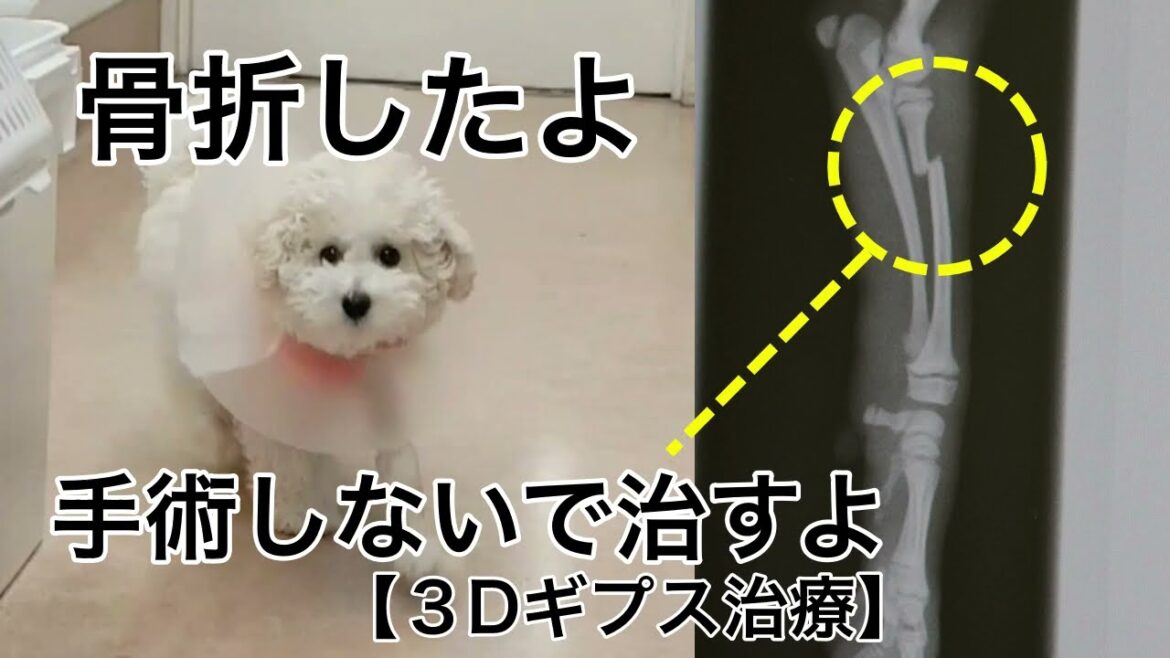 生後8ヶ月トイプードルの骨折、3Dギプス治療で21日で完治!骨折治療の常識が変わります。 生後8ヶ月トイプードルの骨折、3Dギプス治療で21日で完治!骨折治療の常識が変わります。