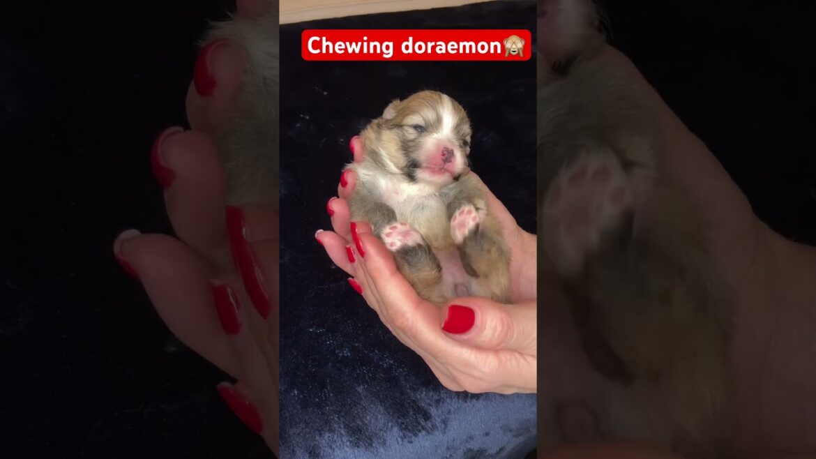 今日から目を開いて、Hello World 👏#puppy #petsalonsi #pomeranianpuppy #doglovers #puppies #dog #cute #いぬ #犬舍