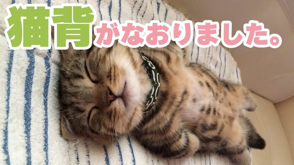 まっすぐすぎるヘソ天にゃんこ|PECO まっすぐすぎるヘソ天にゃんこ|PECO