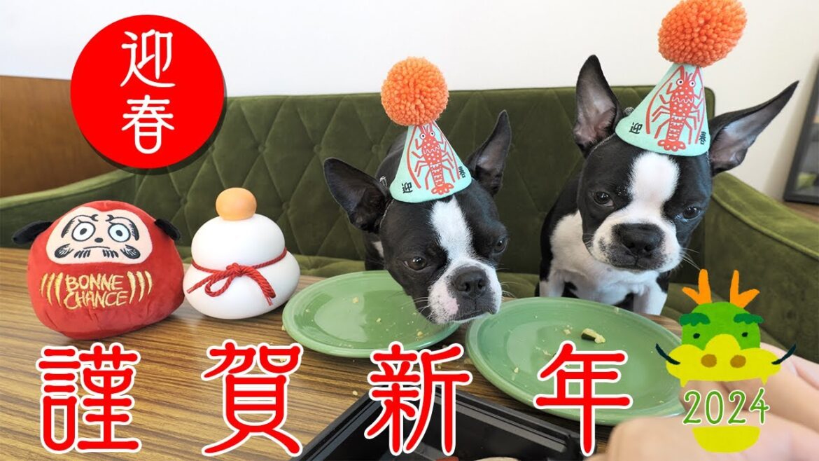 【ボストンテリア】GOOD EATさんのわんこおせちで新年の幕開け🎍