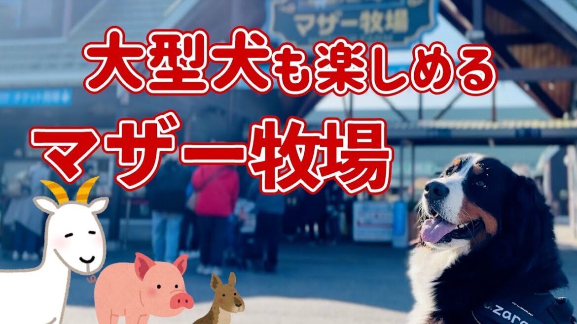 「マザー牧場」へバーニーズマウンテンドッグと行ってきました