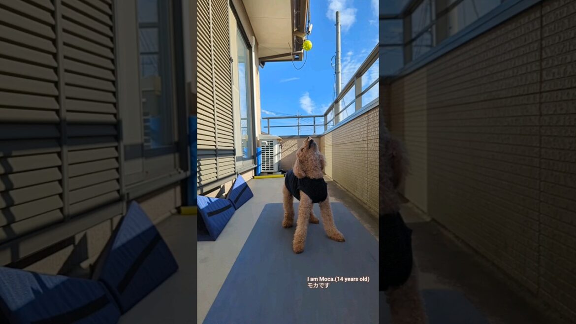 My Dog Can't Catch a Small Ball. #shorts #dog #slowmotion #犬 #シニア犬 #トイプードル