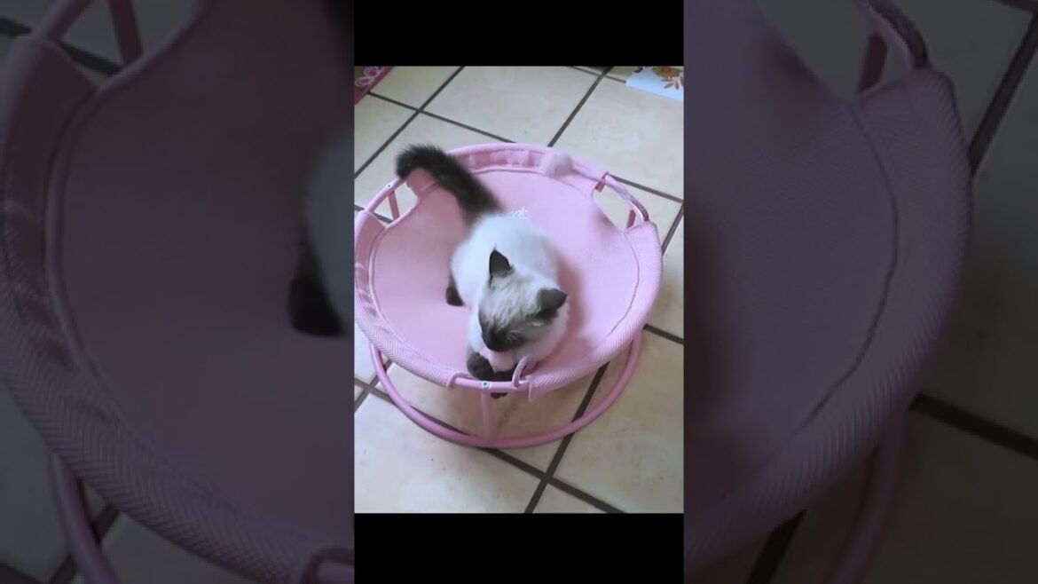新しいハンモックに興奮する子猫 #shorts #ラグドール #子猫 #かわいい 新しいハンモックに興奮する子猫 #shorts #ラグドール #子猫 #かわいい
