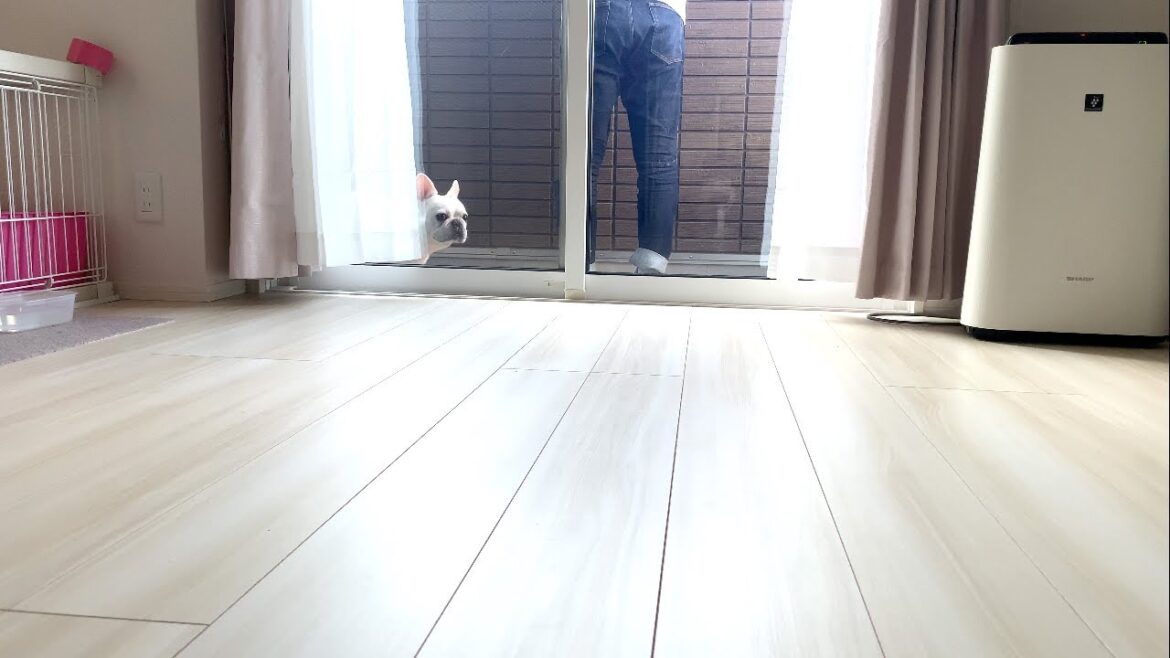 ベランダに誘ってくれた友達【フレンチブルドッグ frenchbulldog】