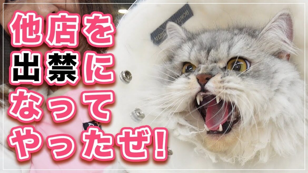 【モップちゃん】フハハハ、他店を出禁になってやったぜ！怖いだろ！！【スコティッシュフォールド】