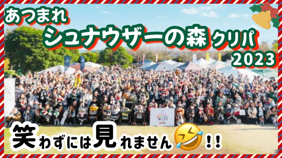 【あつまれシュナウザーの森 2023 クリパ 】可愛すぎてニヤニヤ、ウフフが止まらない♪ミニチュアシュナウザーの魅力がいっぱいの癒し動画【イベント】イーノの森☆ 【あつまれシュナウザーの森 2023 クリパ 】可愛すぎてニヤニヤ、ウフフが止まらない♪ミニチュアシュナウザーの魅力がいっぱいの癒し動画【イベント】イーノの森☆