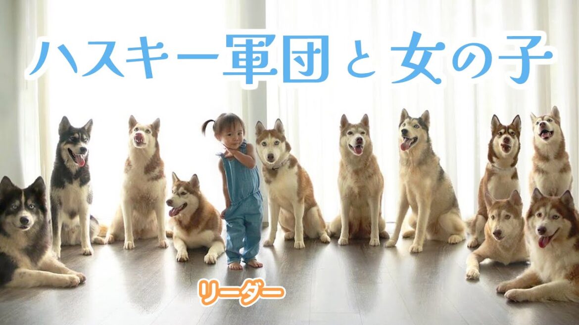 ９匹のハスキー大家族と一緒に育った子どもたち！ 最高にもふもふで心温まる光景が、ここに……♡｜PECO【ナレーション有】