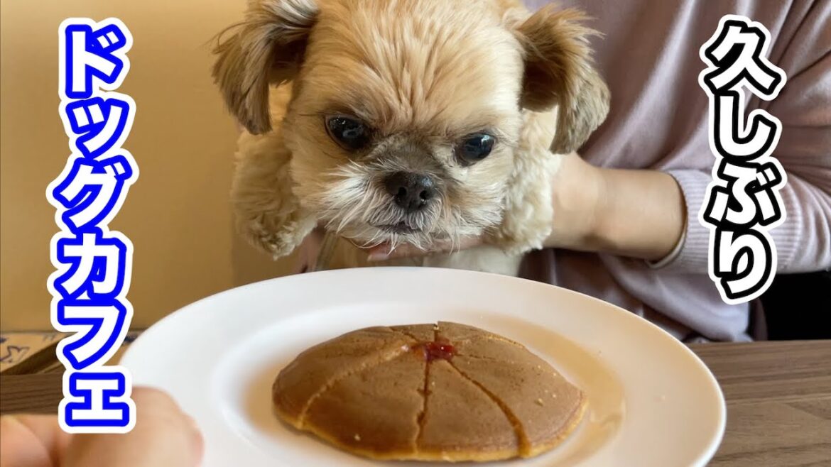 愛犬同伴OKのドッグカフェへ行きました! チワワ×シーズー 愛犬同伴OKのドッグカフェへ行きました! チワワ×シーズー