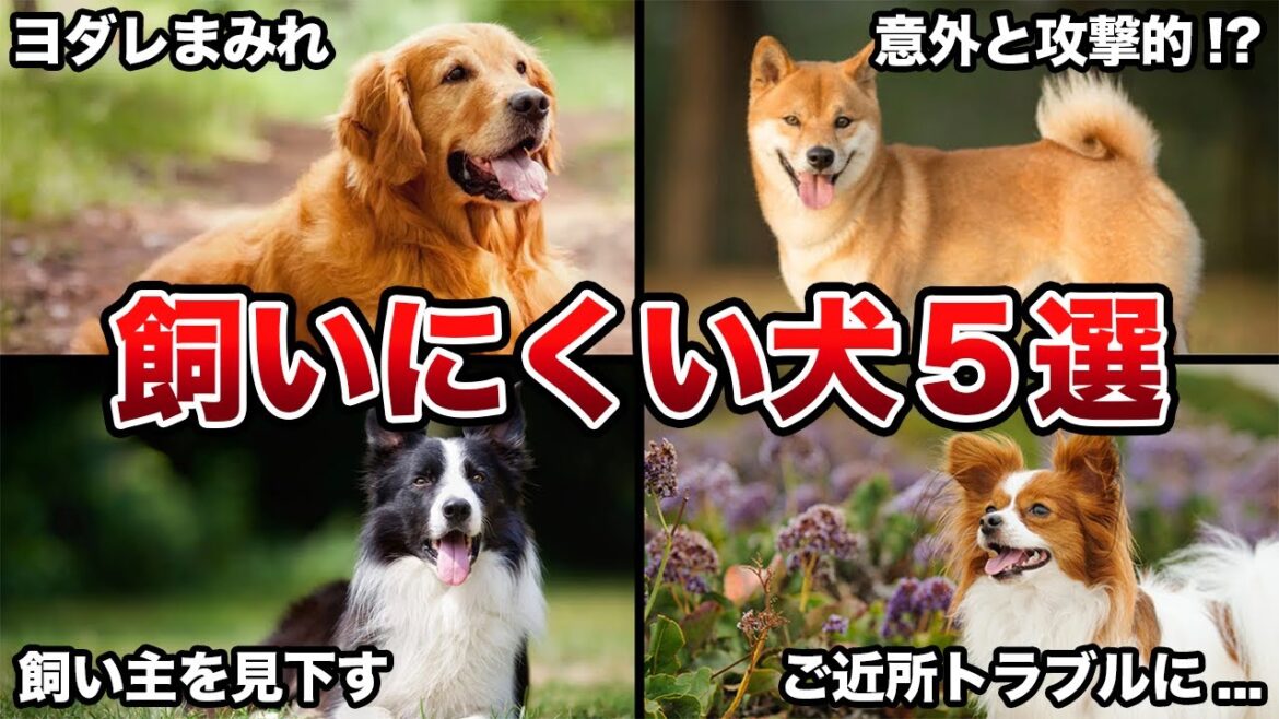 【実はヤバい】知らないと後悔する！飼いにくい犬種5選