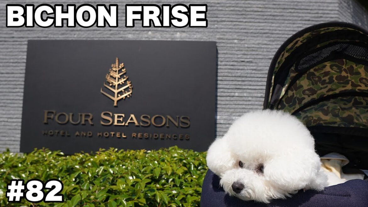 【Bichon Frise】愛犬とのホテルステイVlog / ビションフリーゼ #82