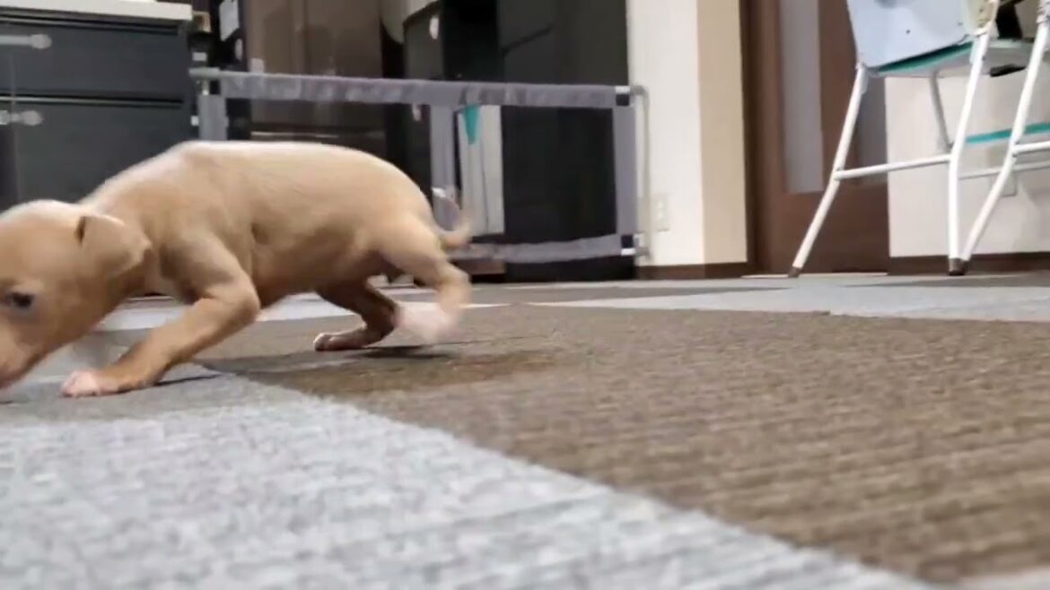 イタリアングレーハウンド タレ目の可愛いお嬢さん❤ イタリアングレーハウンド タレ目の可愛いお嬢さん❤